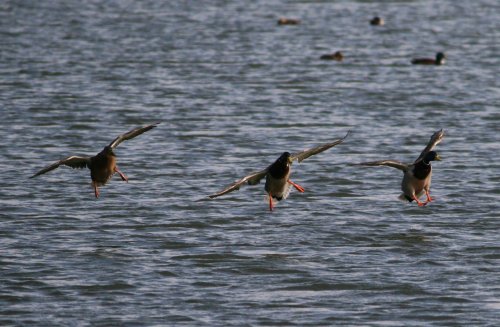 A Trio of Mallards.