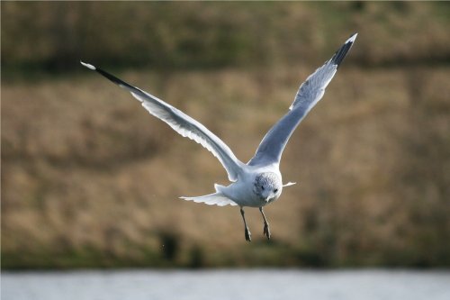 Common Gull.