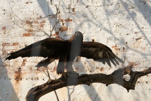 A picture of Thorp Perrow