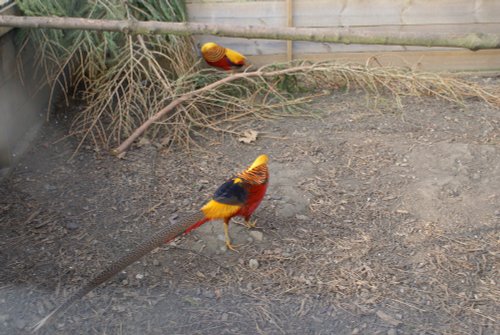 A picture of Thorp Perrow