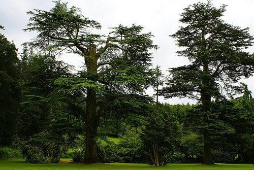 Ruins of Wardour Castle