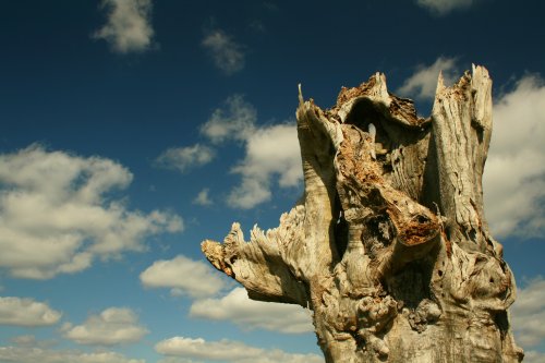 Shattered Oak and a soaring sky.