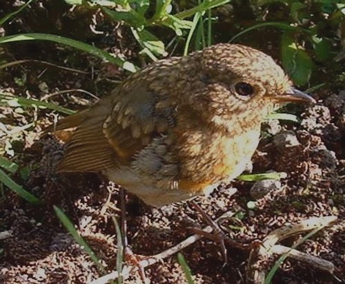 Newly fledged Robin at Inverewe Gardens