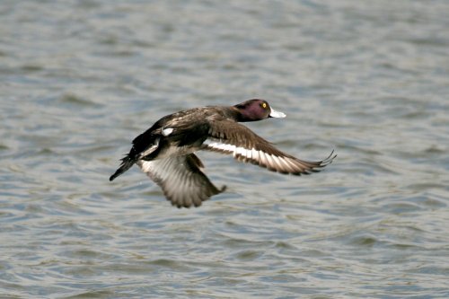 Tufted Duck Female.