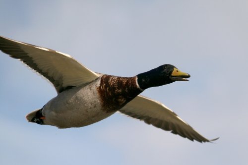 Mallard.