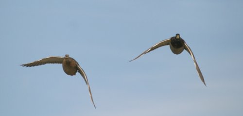 A pair of Mallards