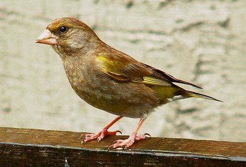 Hen Greenfinch