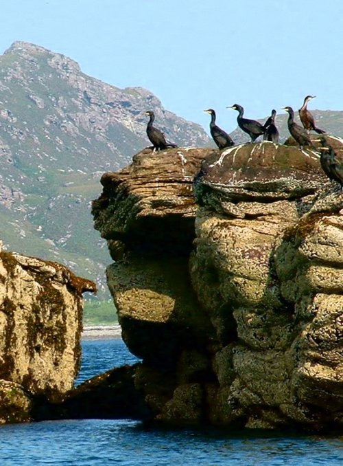 Shags on rock, North cliffs of Isle Martin