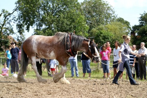 The old Shire horse.