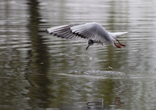 Gull Welton Pond
