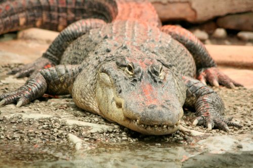 I'd like a crocodile sandwich...and make it snappy!!