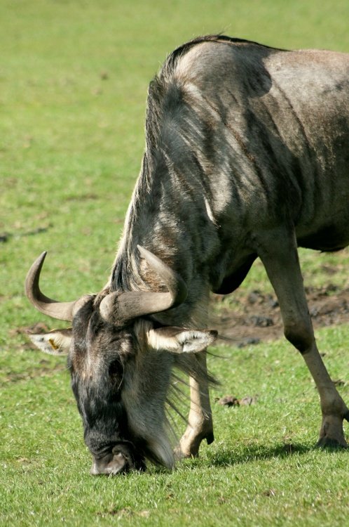 I just 'Gnu' this'd be tasty...