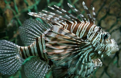 There's something very 'fishy' about this...