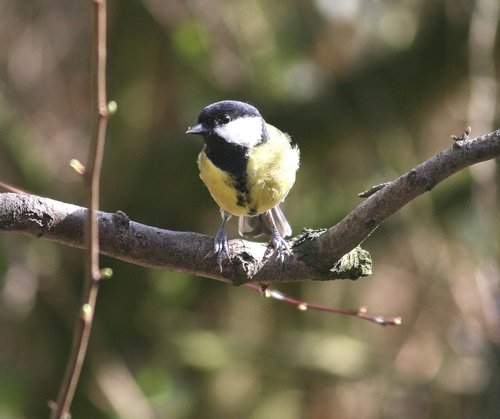 Great Tit.