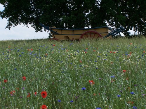 Wild flowers with cart in the background at Hyde Hall