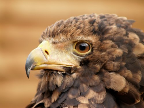 Here's looking at you.