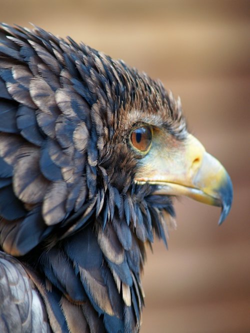 It's all in the profile.