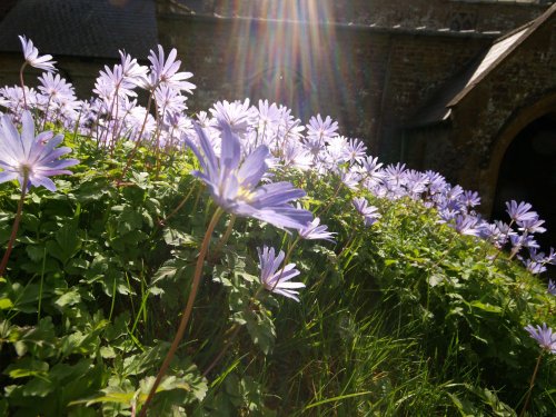 Flowers, churchyard at Thenford, Northants.