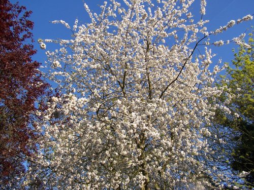 More pretty blossom by the Church of St. Marys