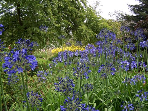 Agapanthus at Hyde Hall