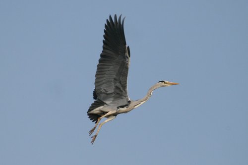 Heron flying over my garden.