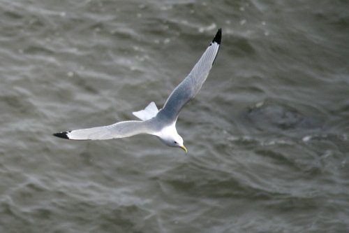 Kittiwake.