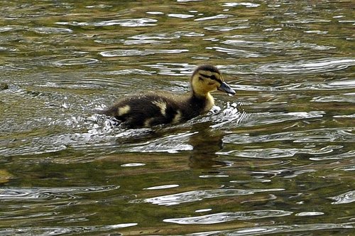 Bourton-on-the-Water