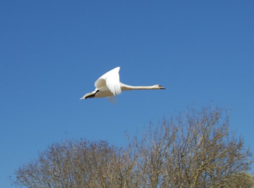 A fantastic sight, the swan in flight