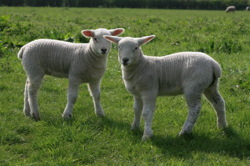 'are you looking at us'