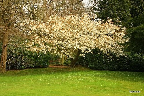 White Cherry in Sheringham Park Norfolk.