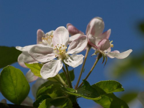 Apple blossom, Steeple Claydon, Bucks