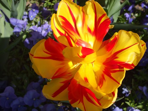 Orange and yellow flower