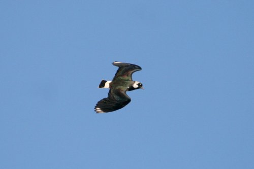 Lapwing.