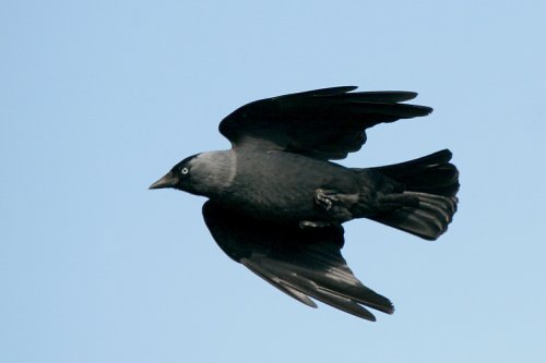 Jackdaw.