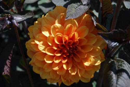 In the Botanic Gardens