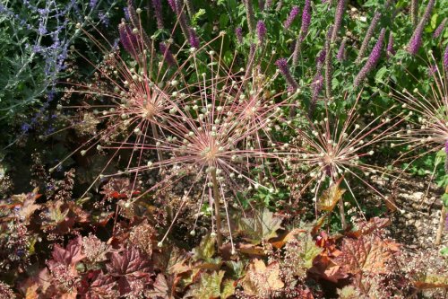 Scampston Gardens004