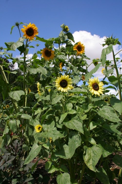 Scampston Gardens005