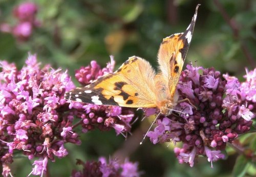 Scampston Gardens006