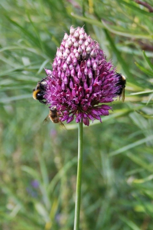 Scampston Gardens007