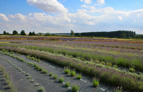 Wolds Way Lavender Farm
