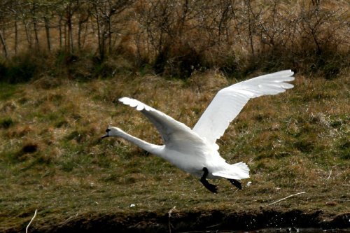 Mute Swan