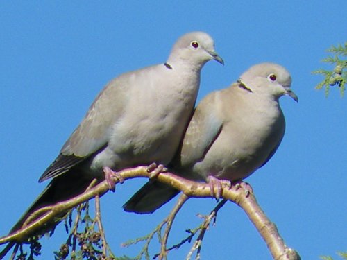 Doves, Eastcote village