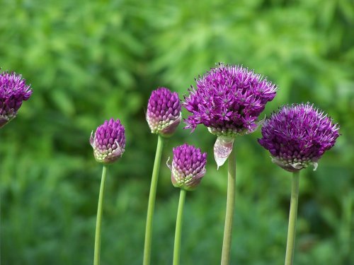 Alliums