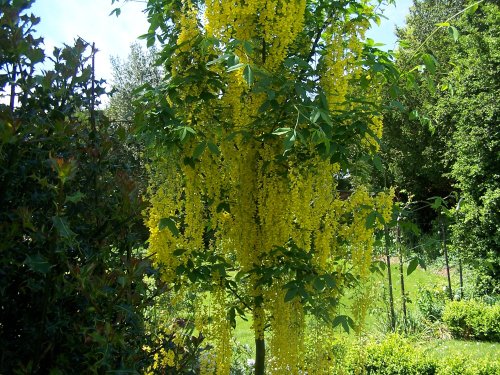 Laburnum Tree