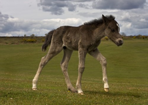 New Forest foal