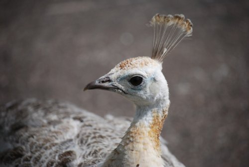 The lady he was trying to impress!