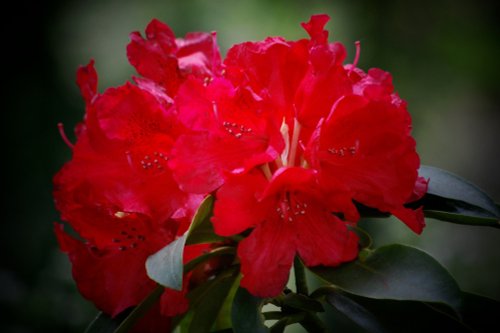 Azaleas