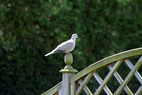 Ringed Dove in a garden.