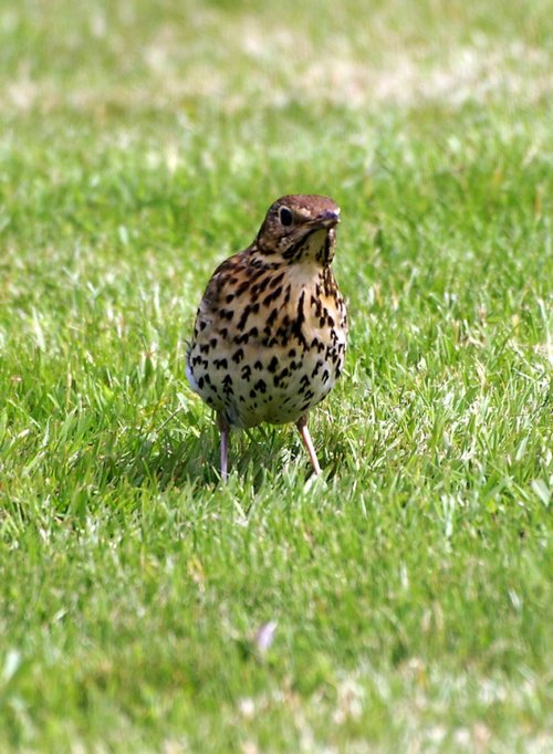 My mate the Mistlethrush.