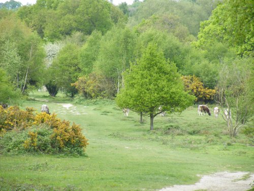 Cattle on Ruislip Common